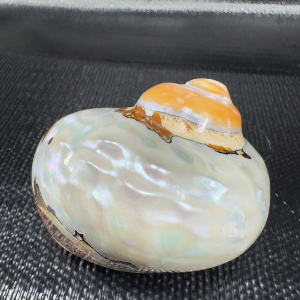 Natural Abalone Shell Iridescent Smooth African Turban Seashell Turbo Sarmaticus - Picture 9 of 13